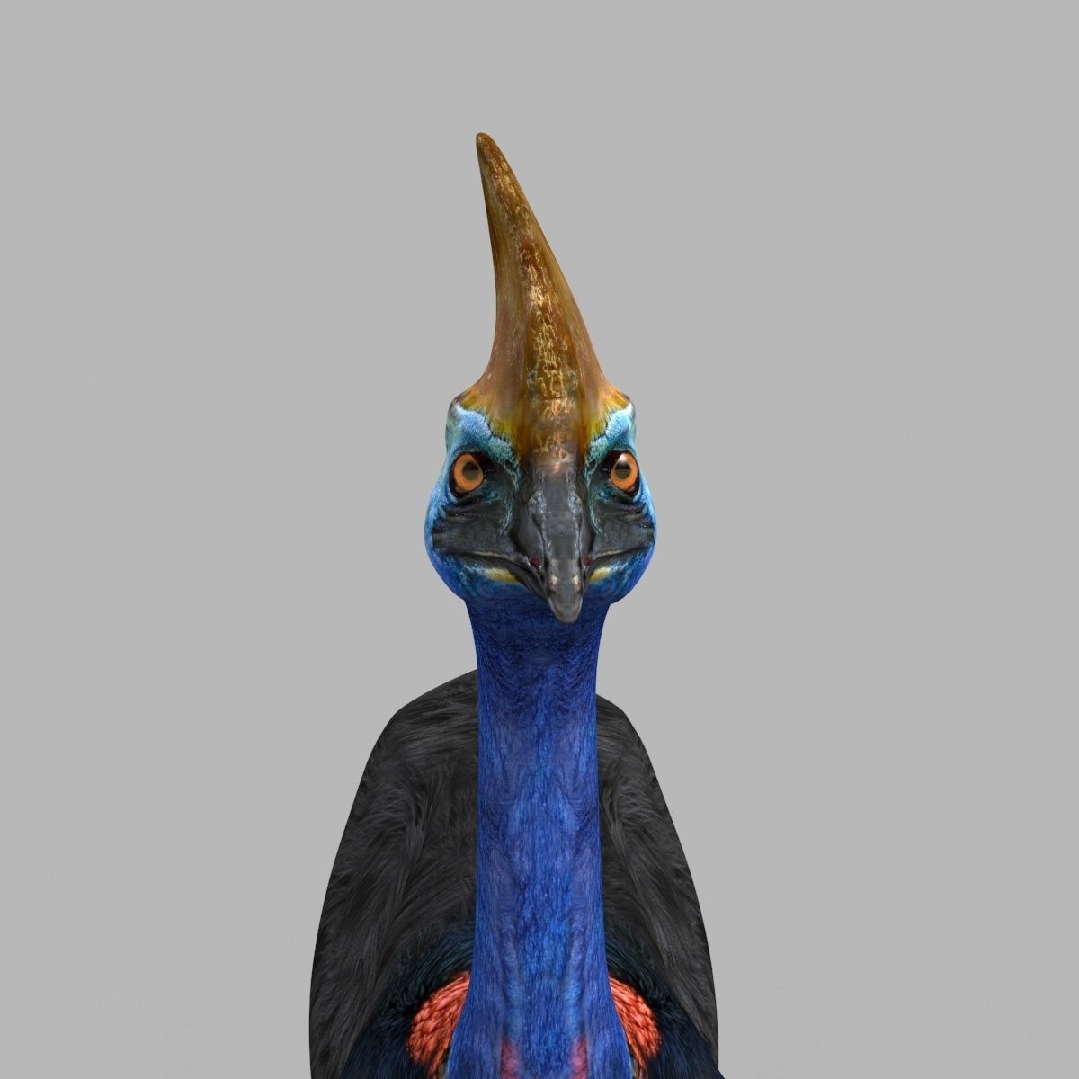 Most Real Cassowary 8K - 3d animated model 3D model_9