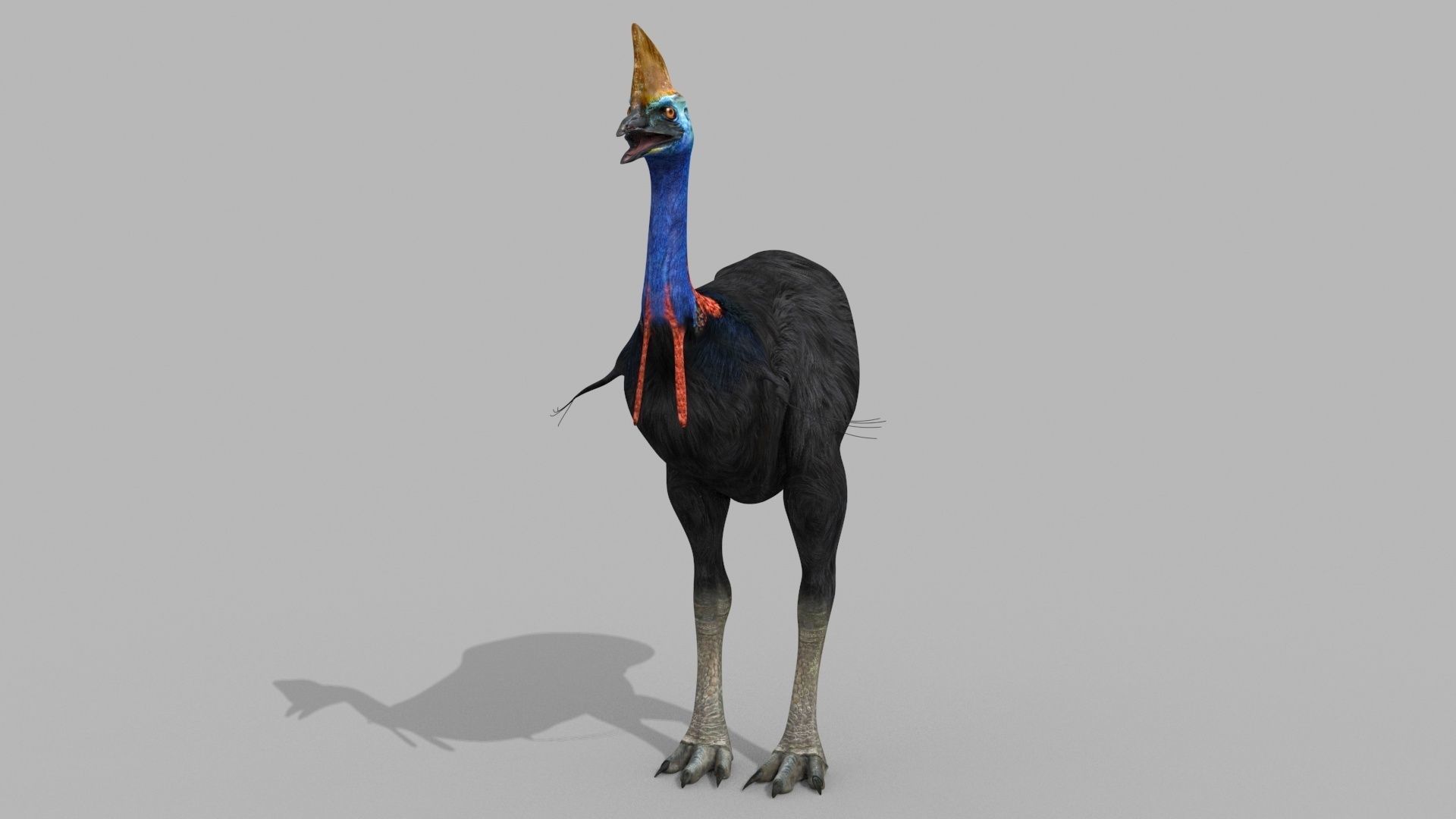 Most Real Cassowary 8K - 3d animated model 3D model_20