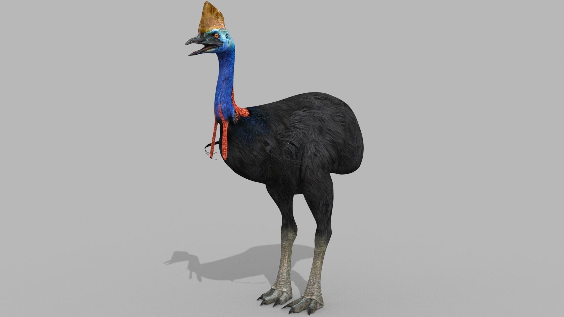 Most Real Cassowary 8K - 3d animated model 3D model_19