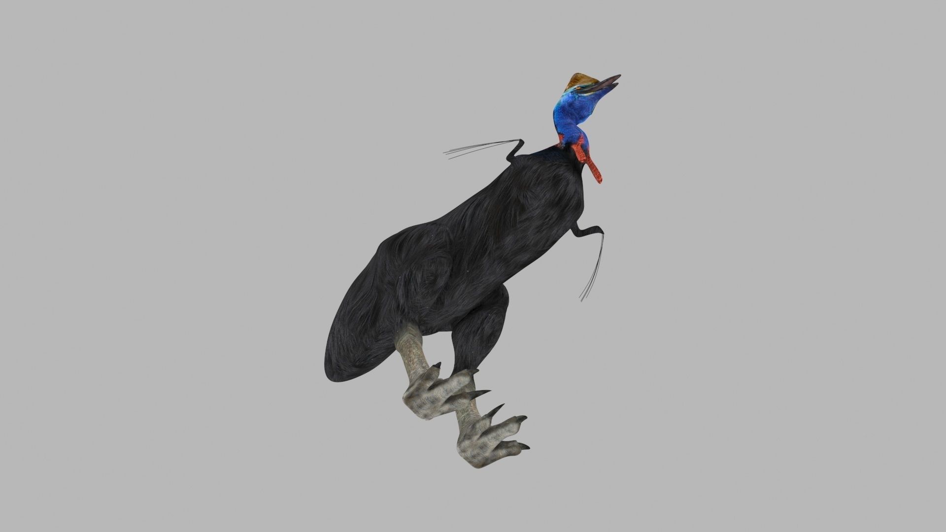 Most Real Cassowary 8K - 3d animated model 3D model_23