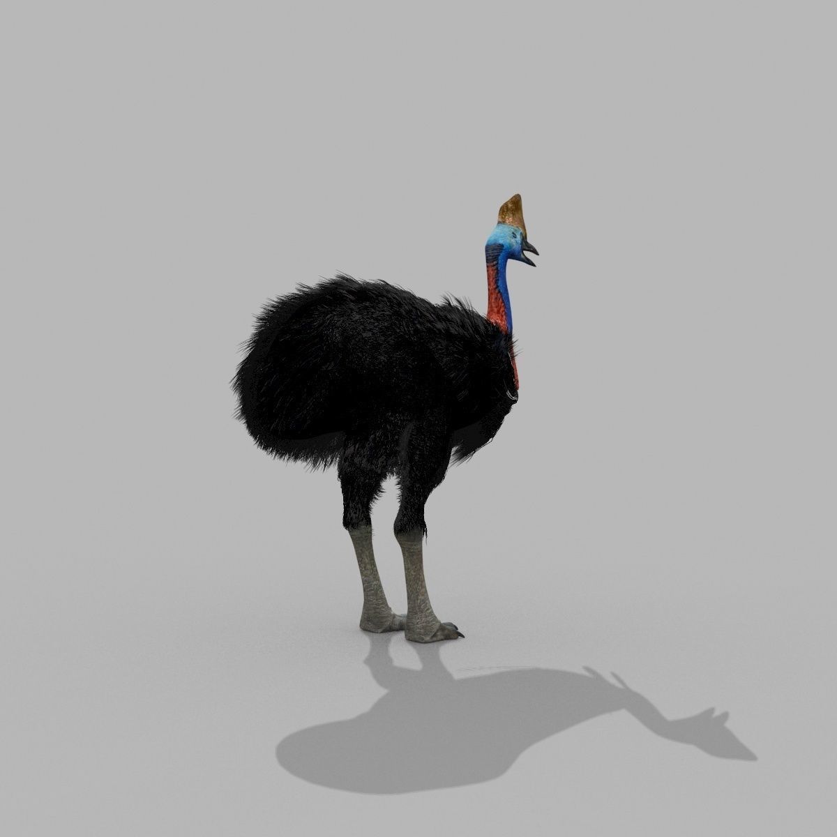 Most Real Cassowary 8K - 3d animated model 3D model_14