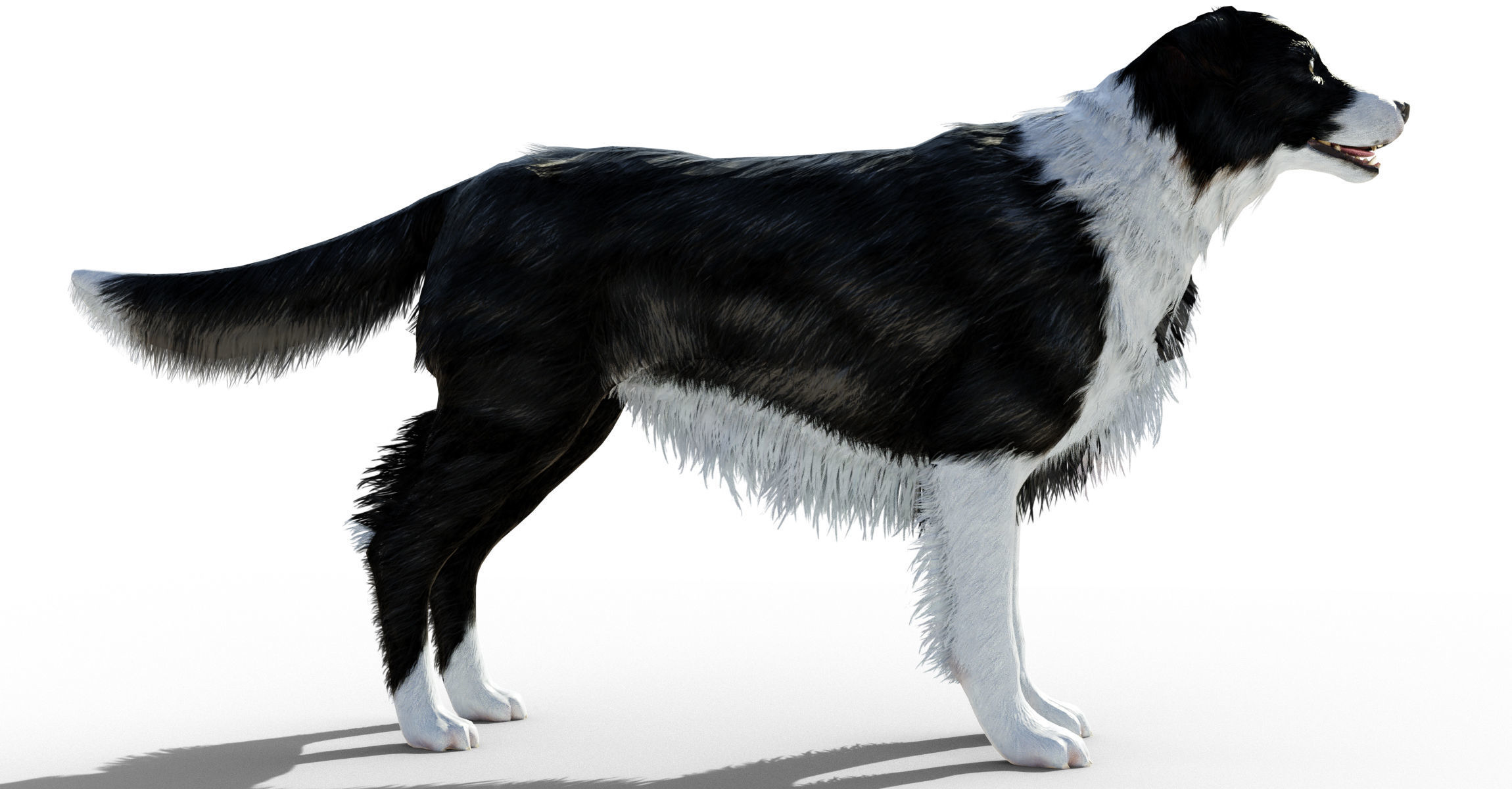 Border Collie Dog Fur And Rigged Low-poly 3D model_3