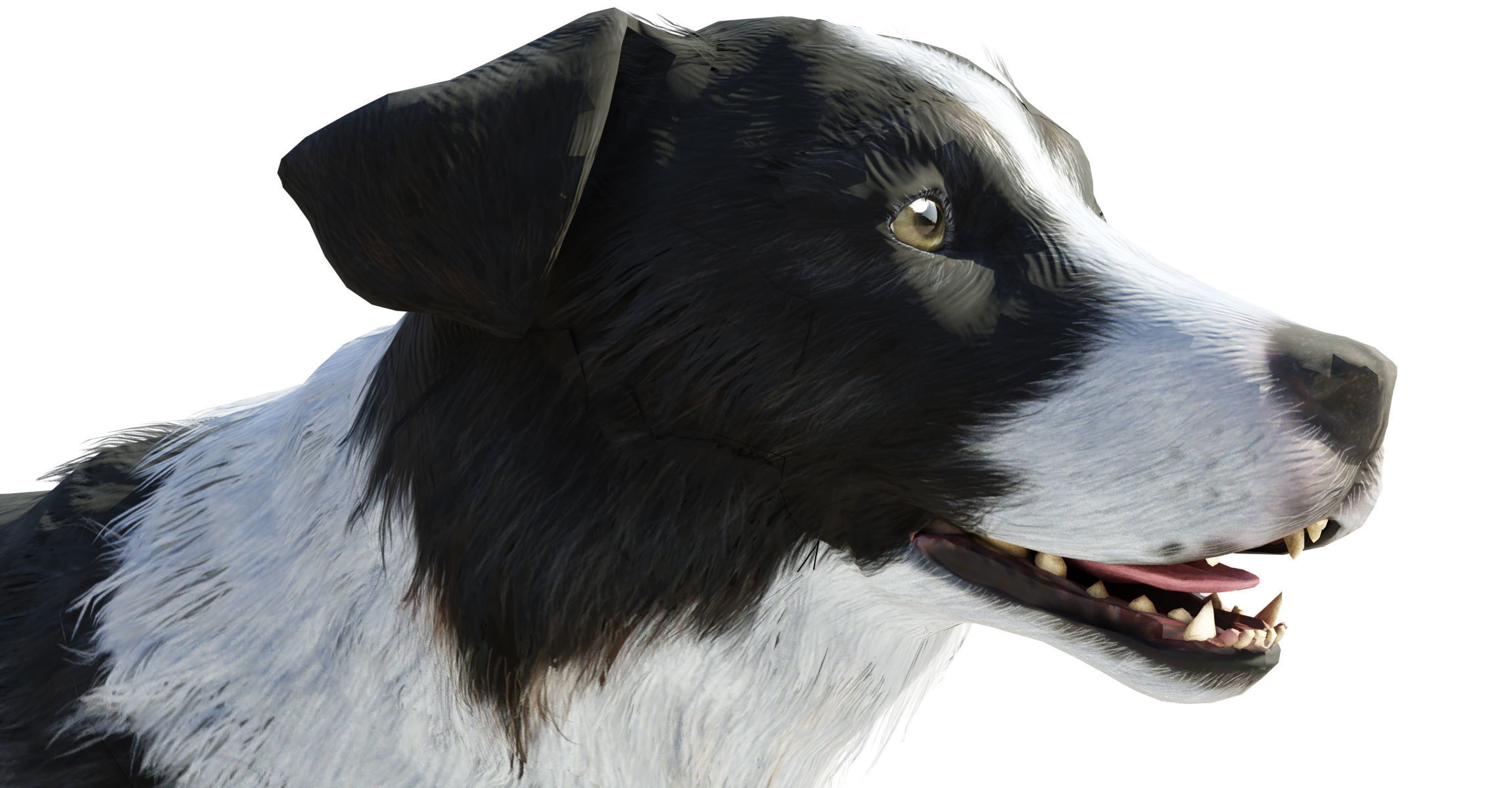 Border Collie Dog Fur And Rigged Low-poly 3D model_5