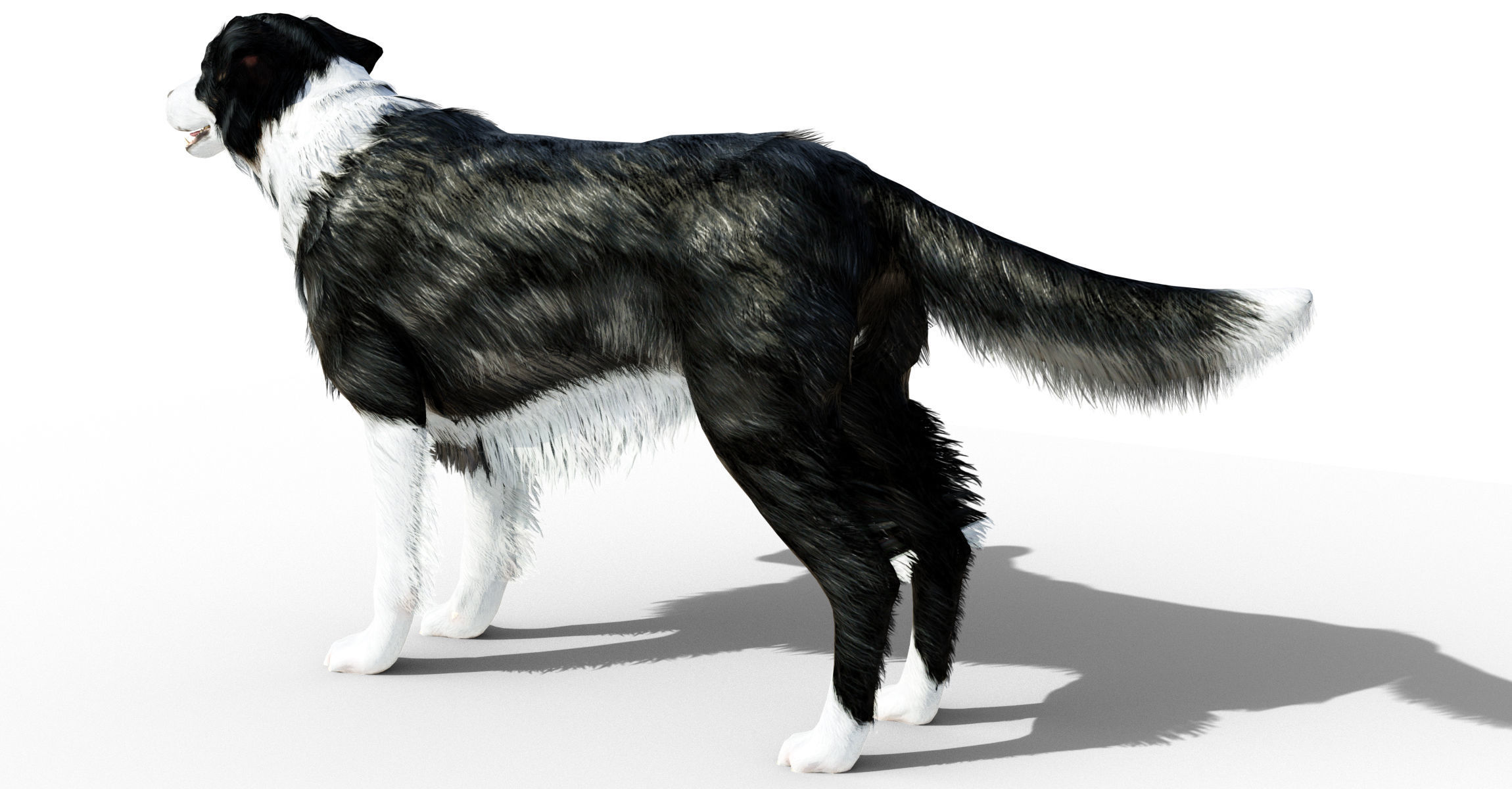 Border Collie Dog Fur And Rigged Low-poly 3D model_4