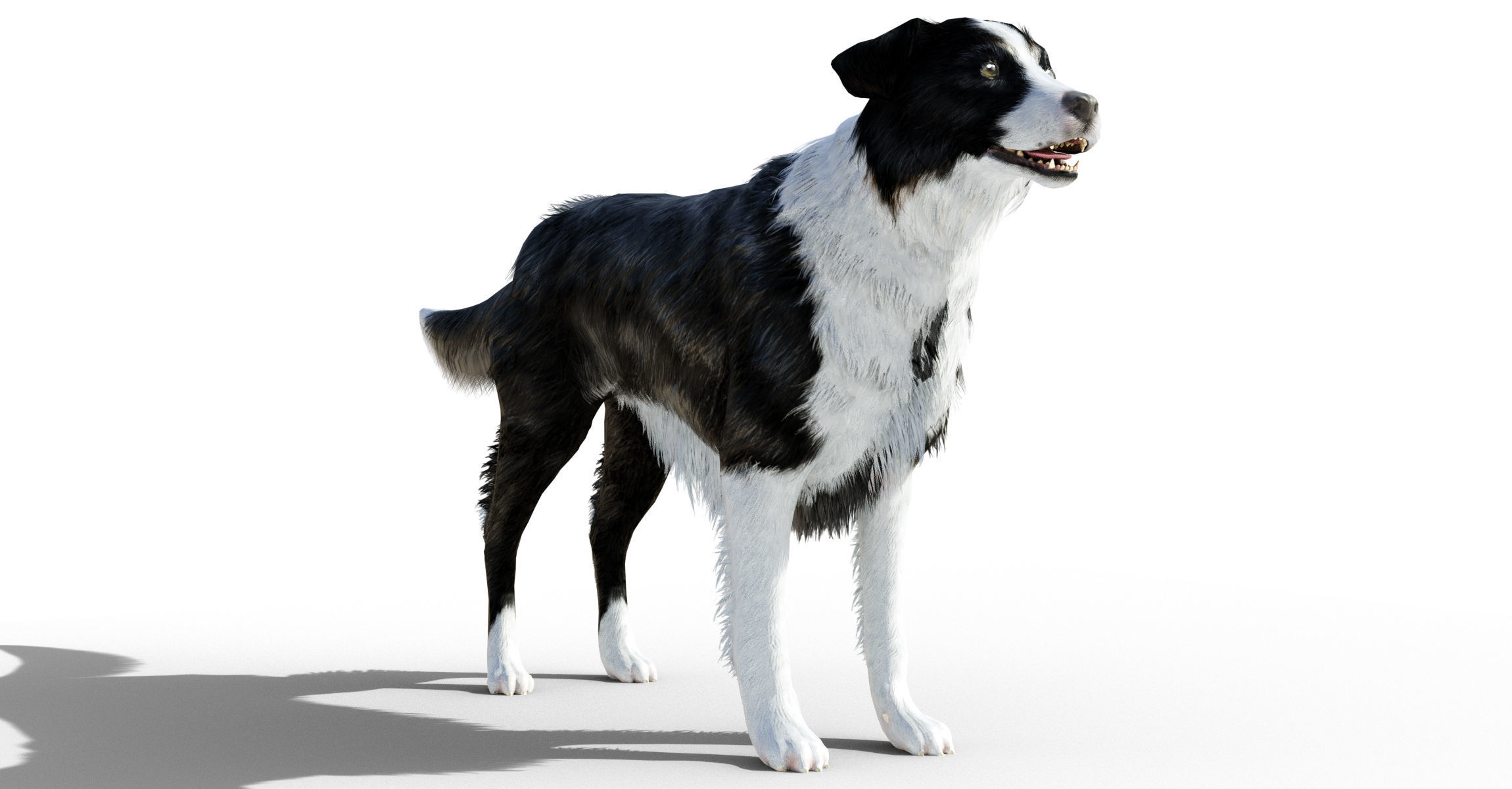 Border Collie Dog Fur And Rigged Low-poly 3D model_1