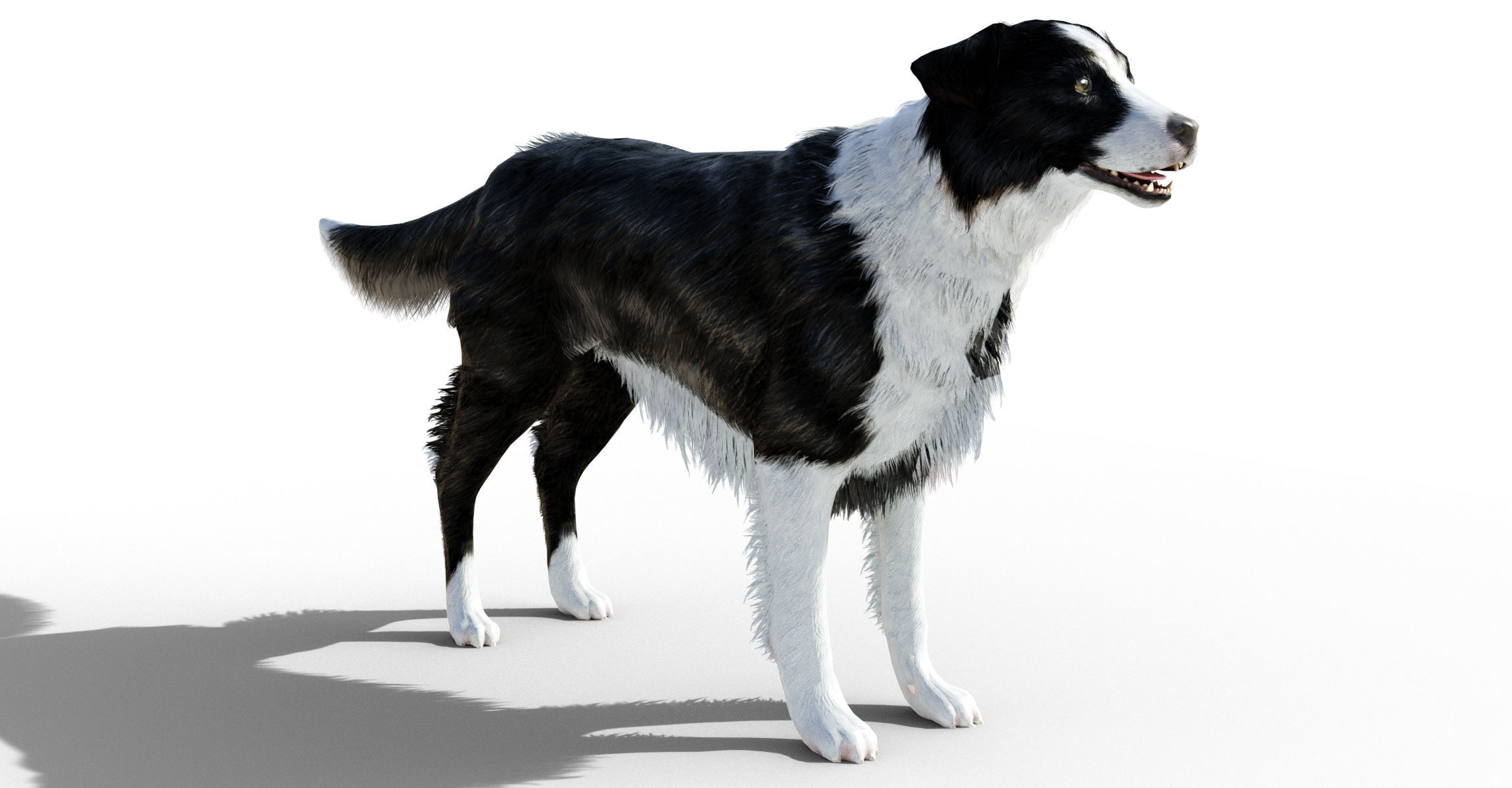 Border Collie Dog Fur And Rigged Low-poly 3D model_2