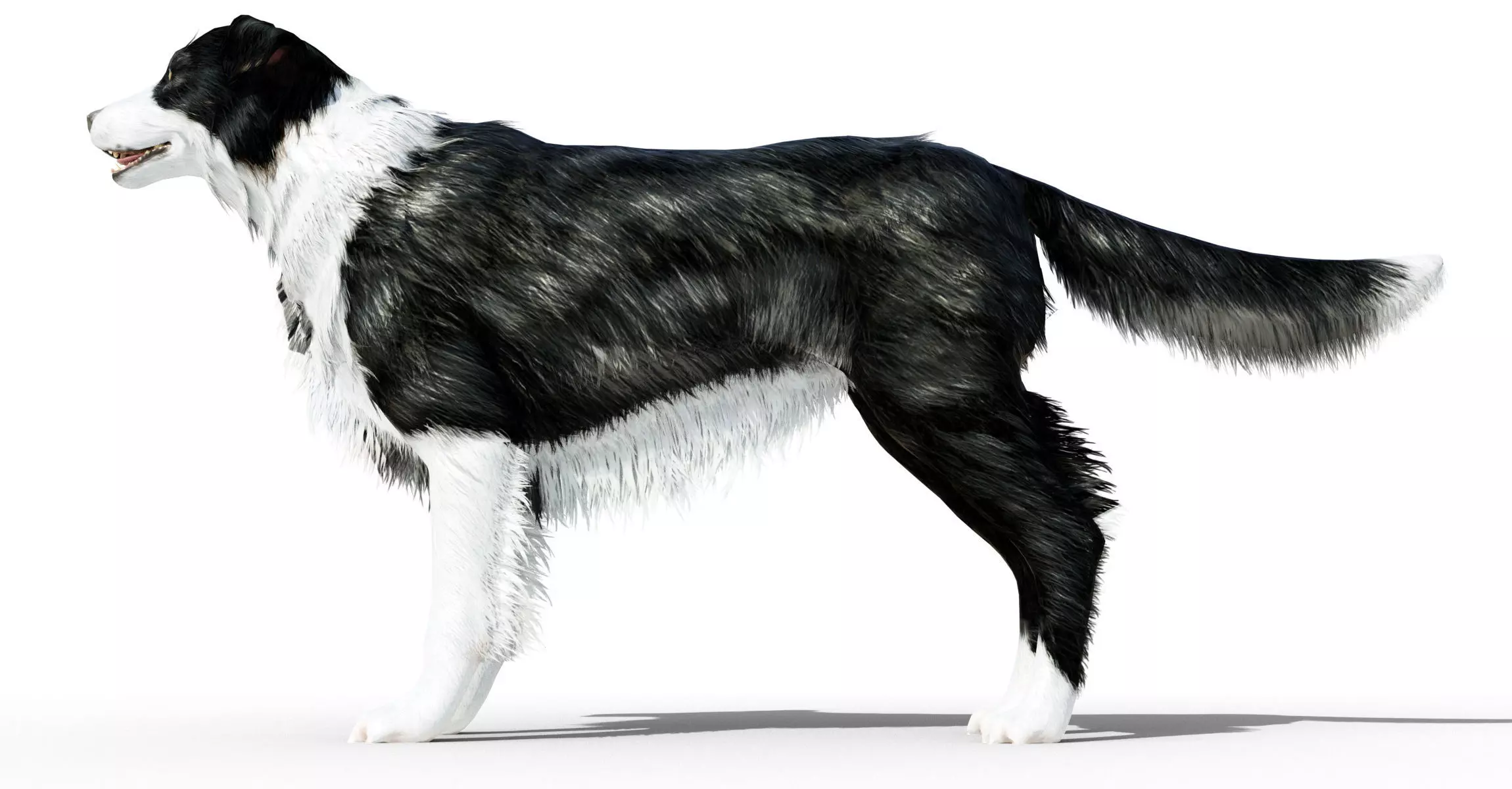 Border Collie Dog Fur And Rigged Low-poly 3D model_0