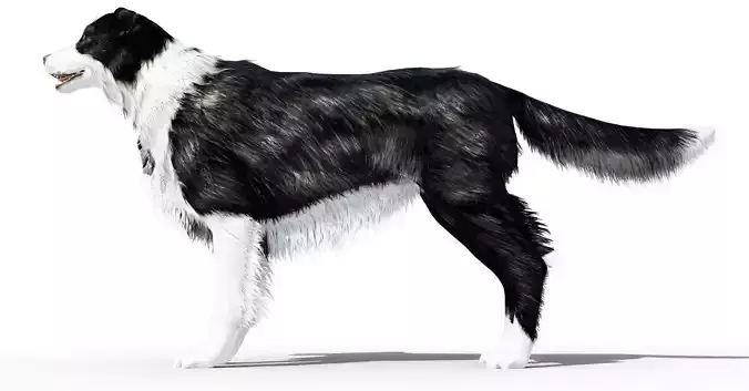 Border Collie Dog Fur And Rigged