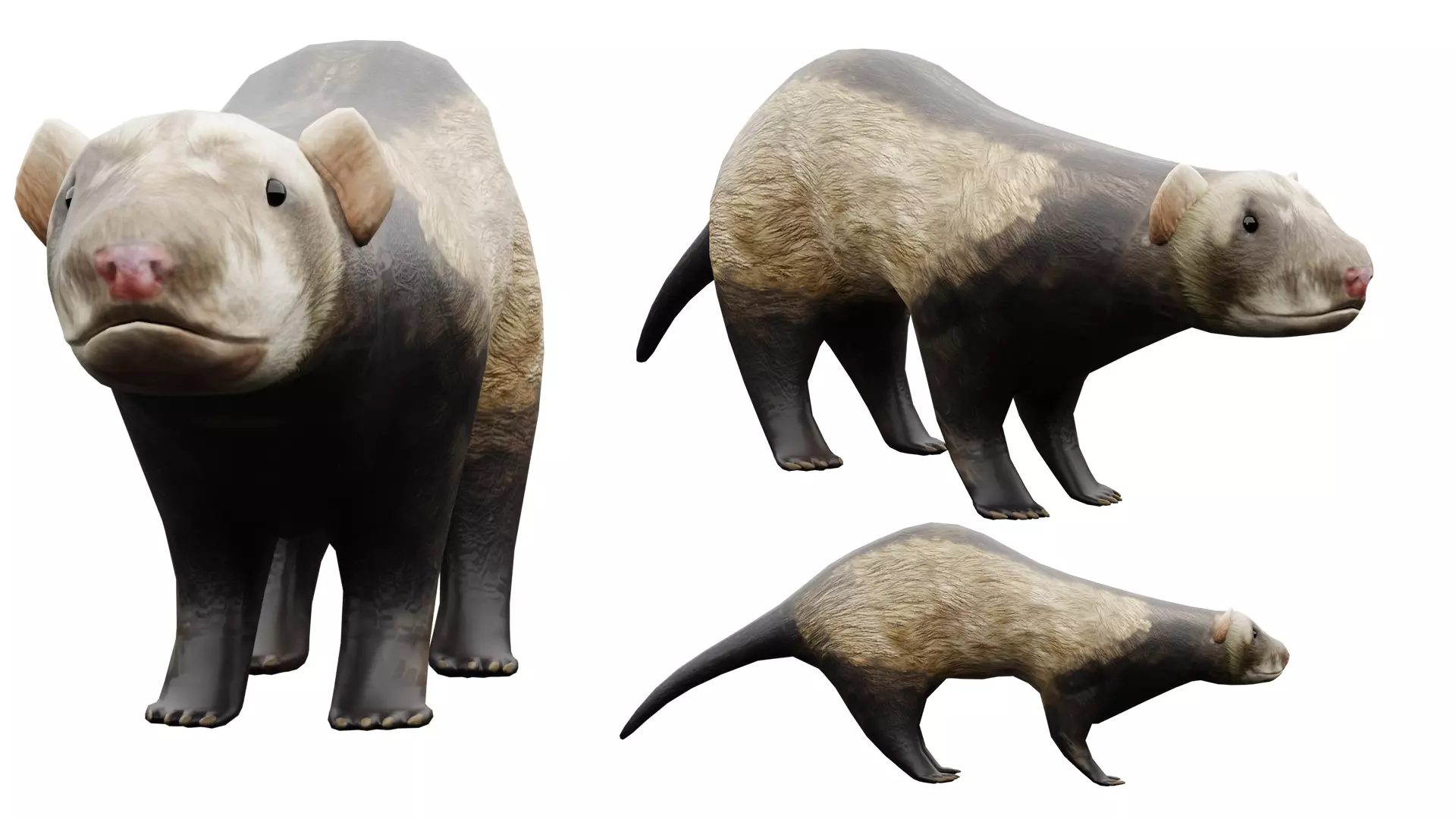 Ferret Low-poly 3D model