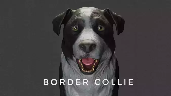 DOG - BORDER COLLIE  Low-poly 3D model