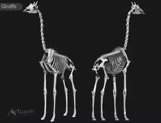 Giraffe skeleton 3D model
