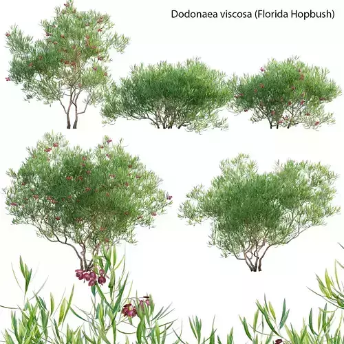 Dodonaea viscosa - Florida Hopbush