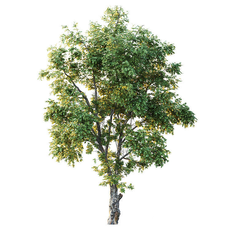 Honey locust 3D model_2
