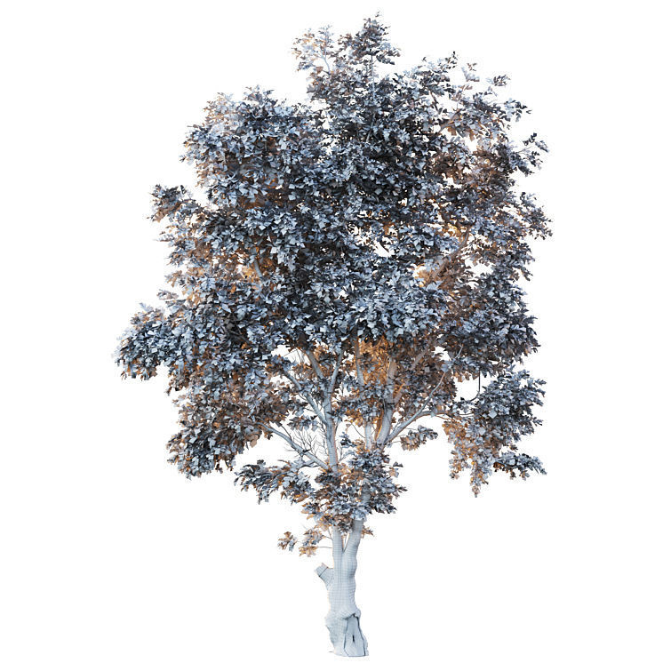Honey locust 3D model_3