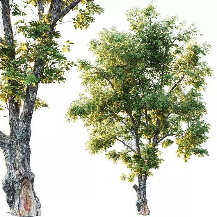 Honey locust 3D model_0