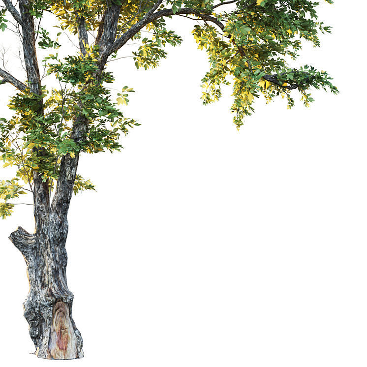 Honey locust 3D model_1