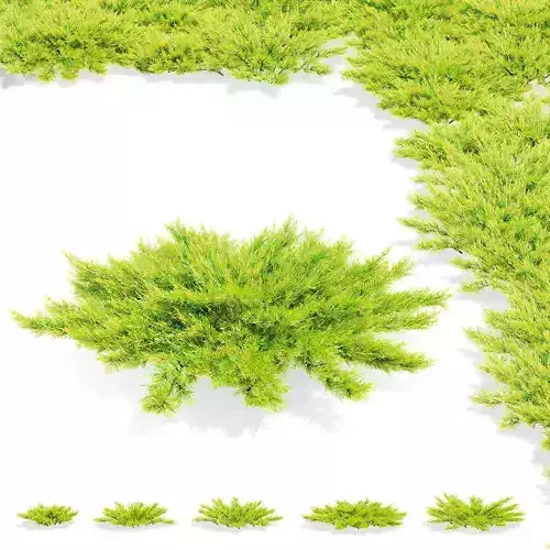 Juniperus horizontalis lime glow 3D model
