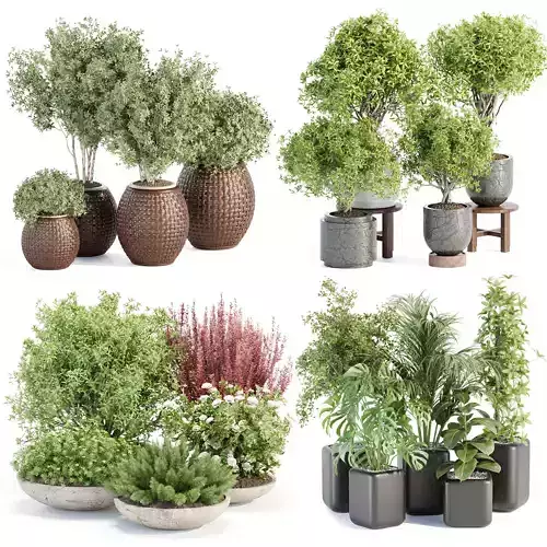 Collection of plants vol 11 
