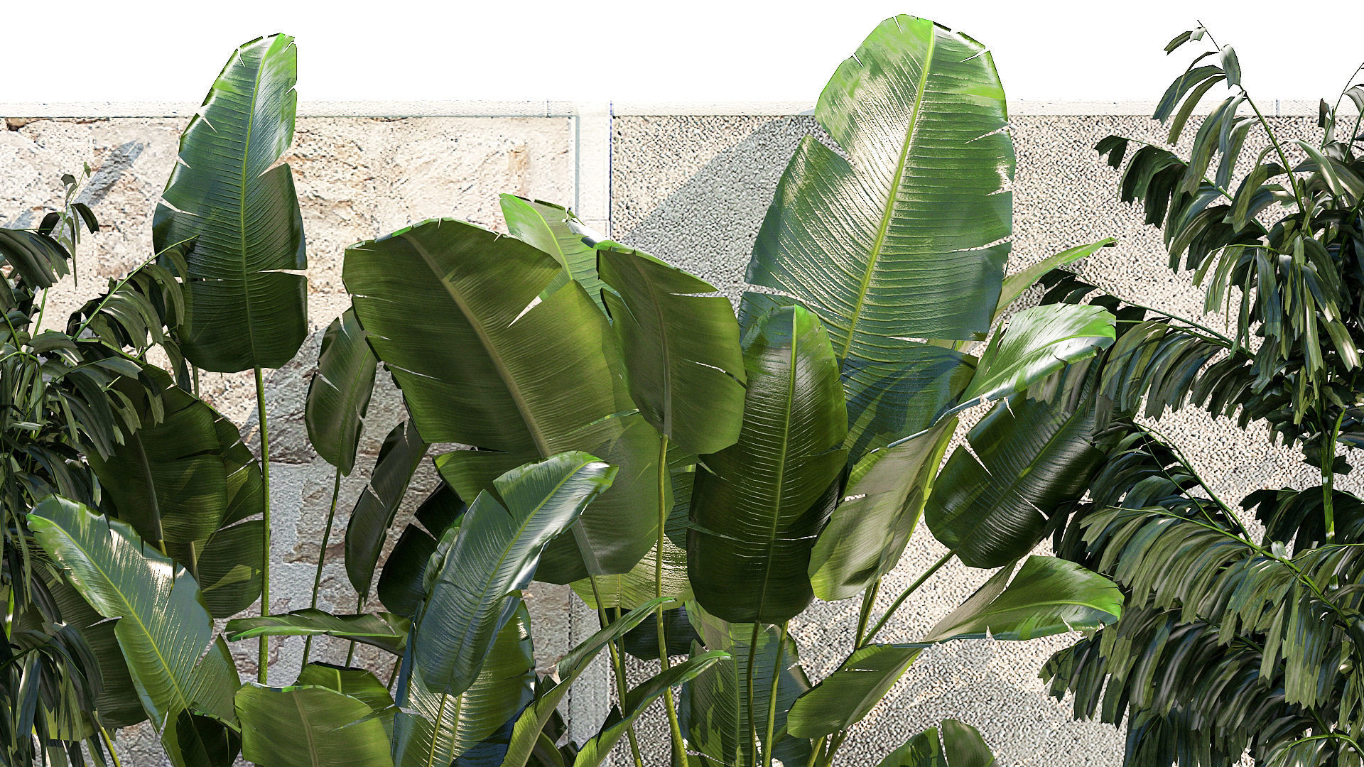 Garden of exotic and tropical palm plants 1273 3D model_8