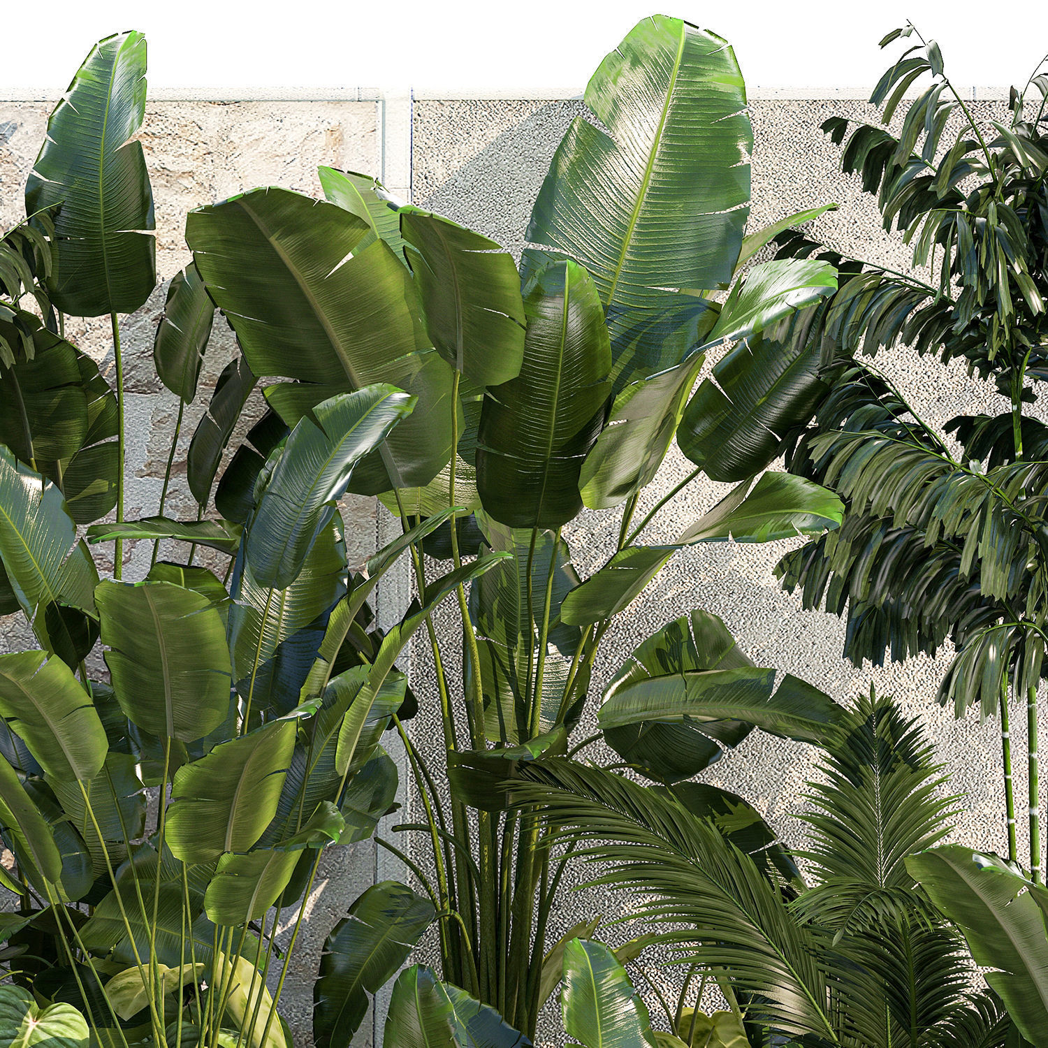 Garden of exotic and tropical palm plants 1273 3D model_14