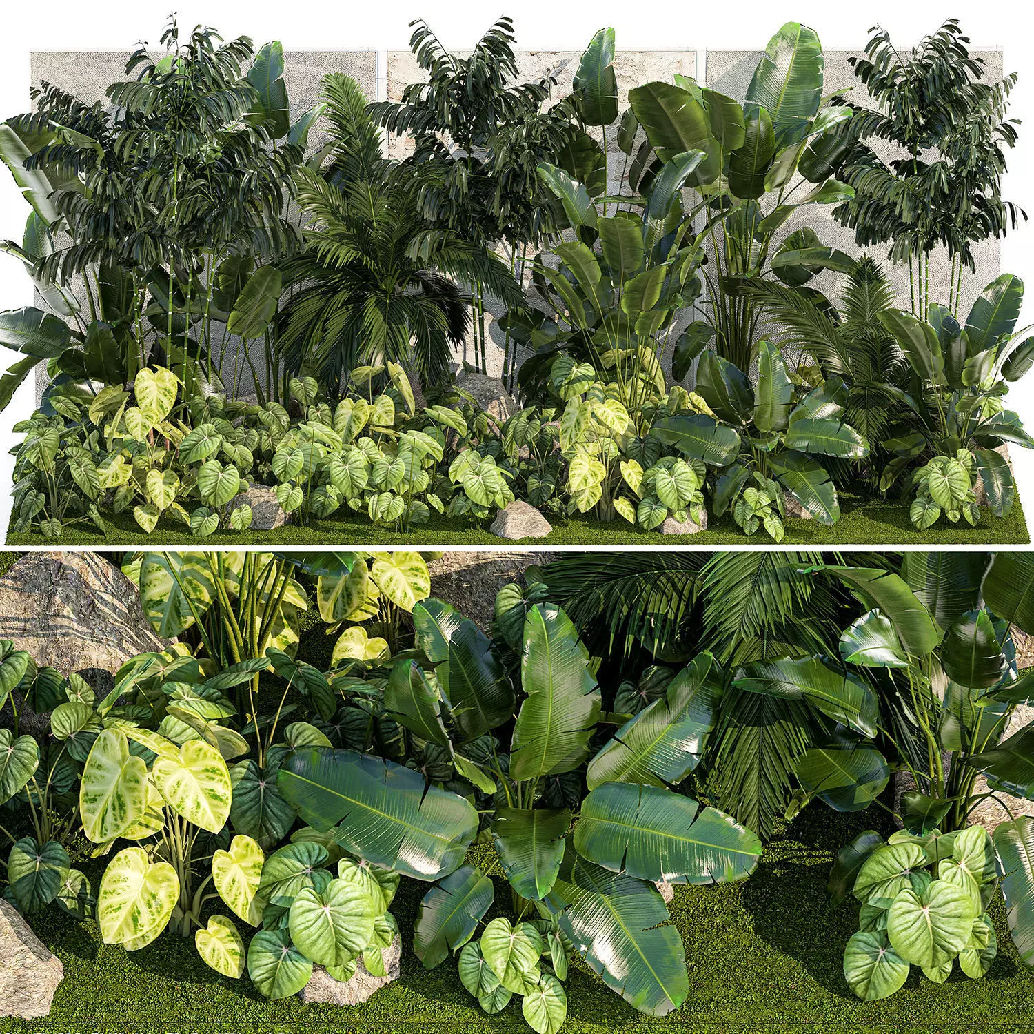 Garden of exotic and tropical palm plants 1273 3D model_0