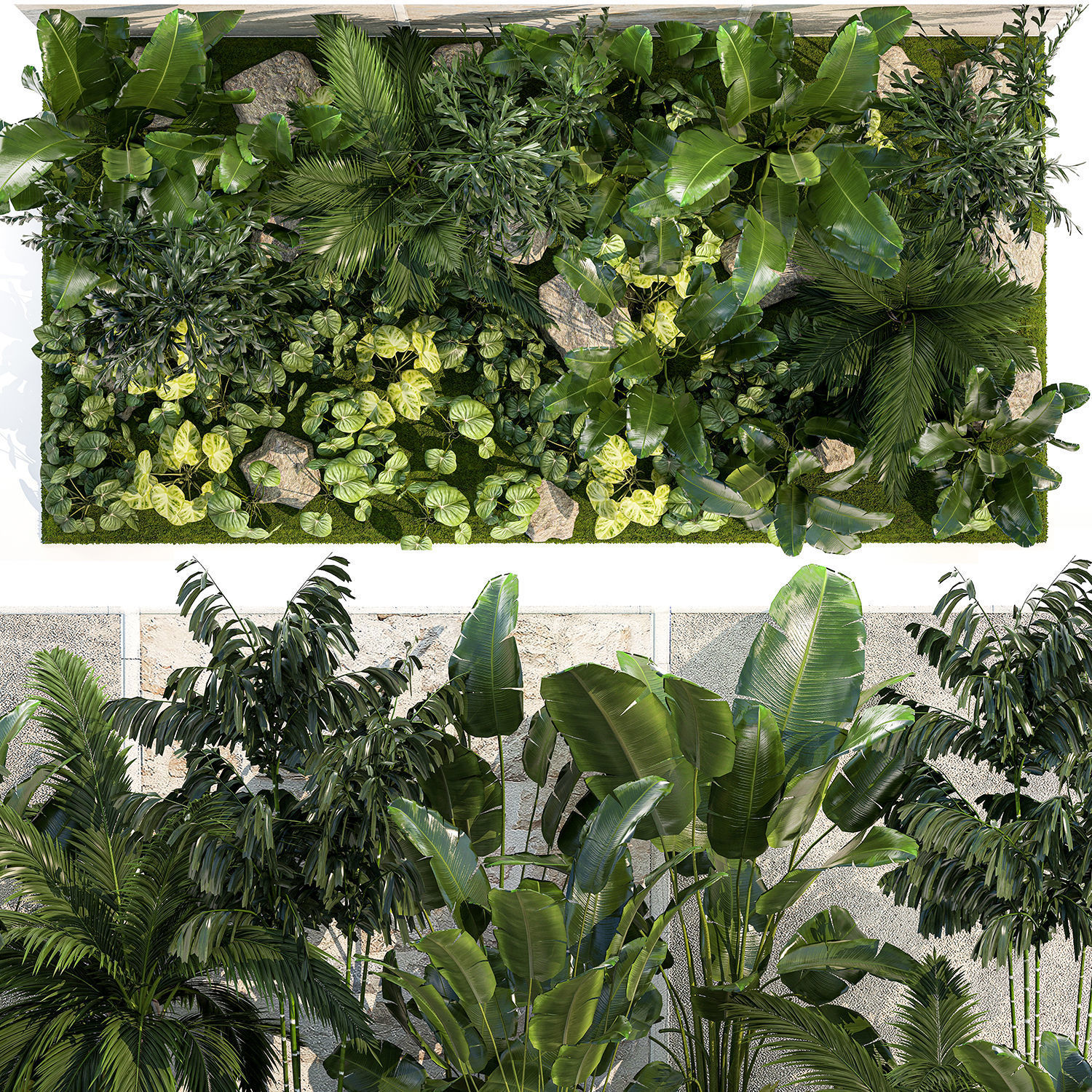 Garden of exotic and tropical palm plants 1273 3D model_20