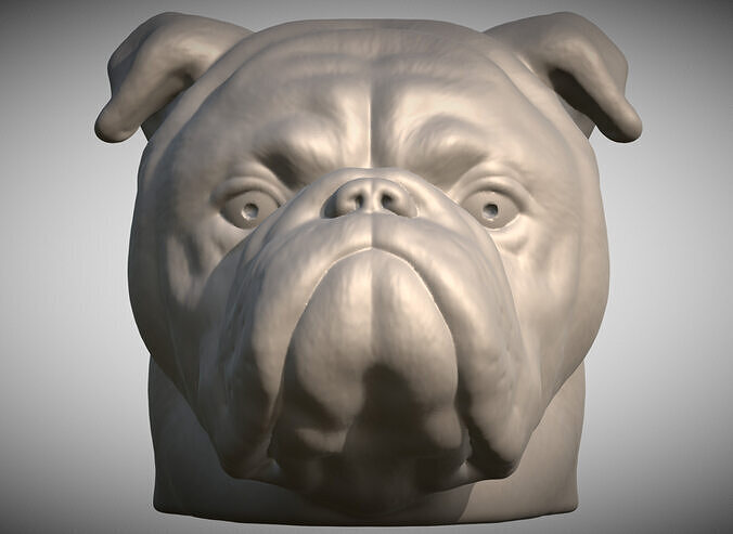 English Bulldog head for 3D printing 3D print model