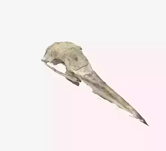 Seagull Skull 3D print model