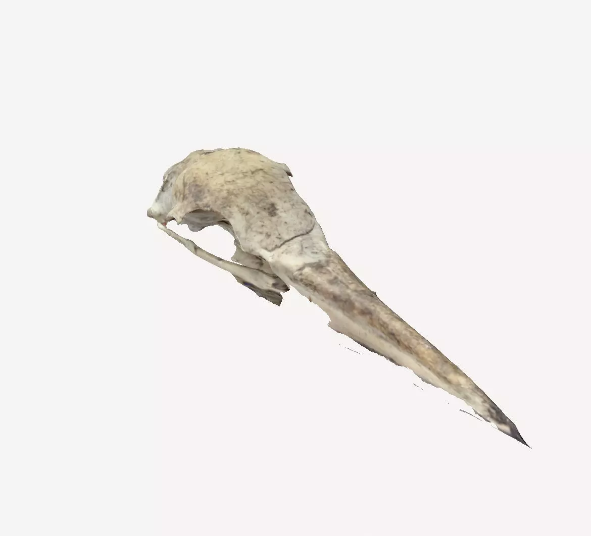 Seagull Skull 3D print model