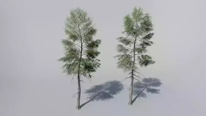 Spruce Trees
