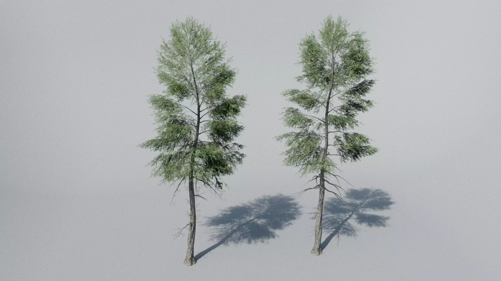 Spruce Trees Free low-poly 3D model