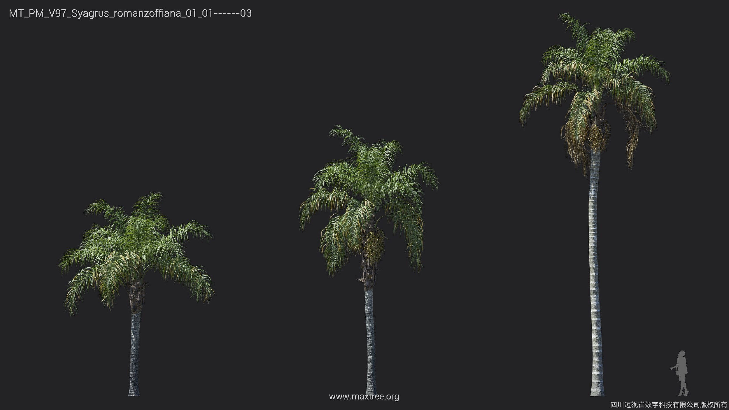 Maxtree Plant Models Vol 97 - Mesh 3D model_29