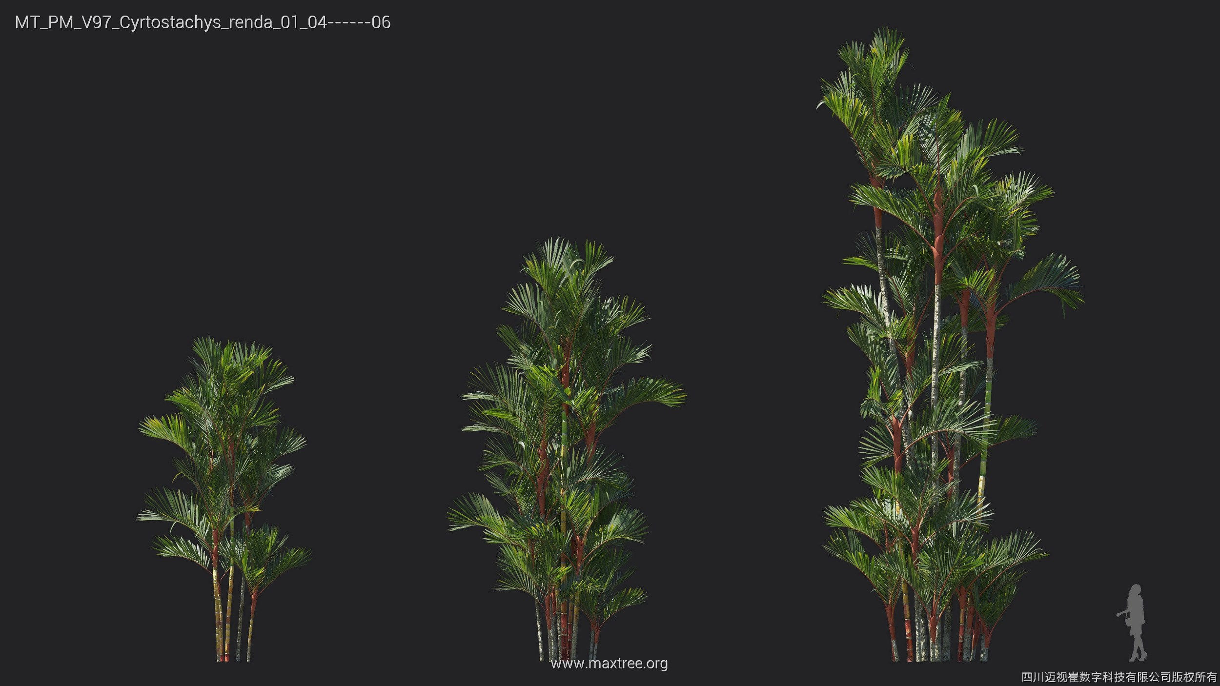 Maxtree Plant Models Vol 97 - Mesh 3D model_16