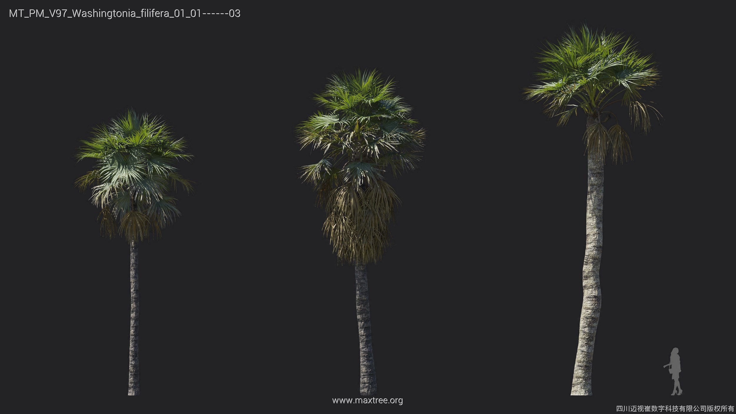 Maxtree Plant Models Vol 97 - Mesh 3D model_31