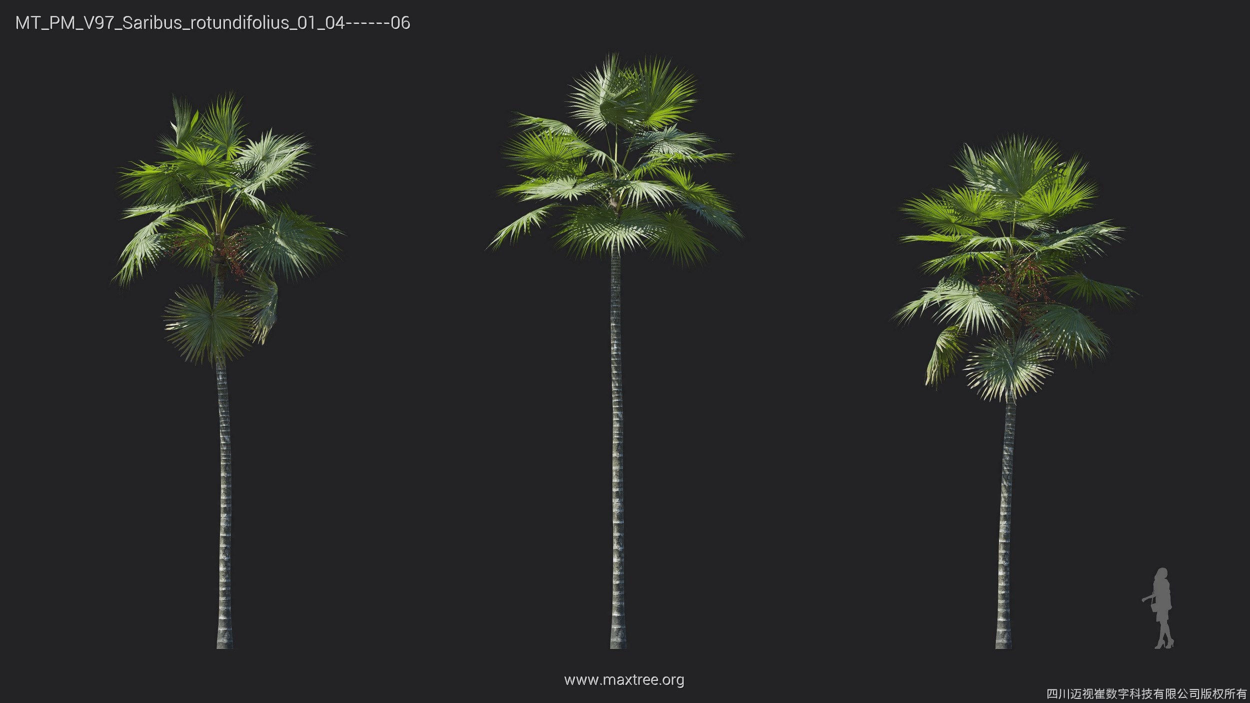 Maxtree Plant Models Vol 97 - Mesh 3D model_26