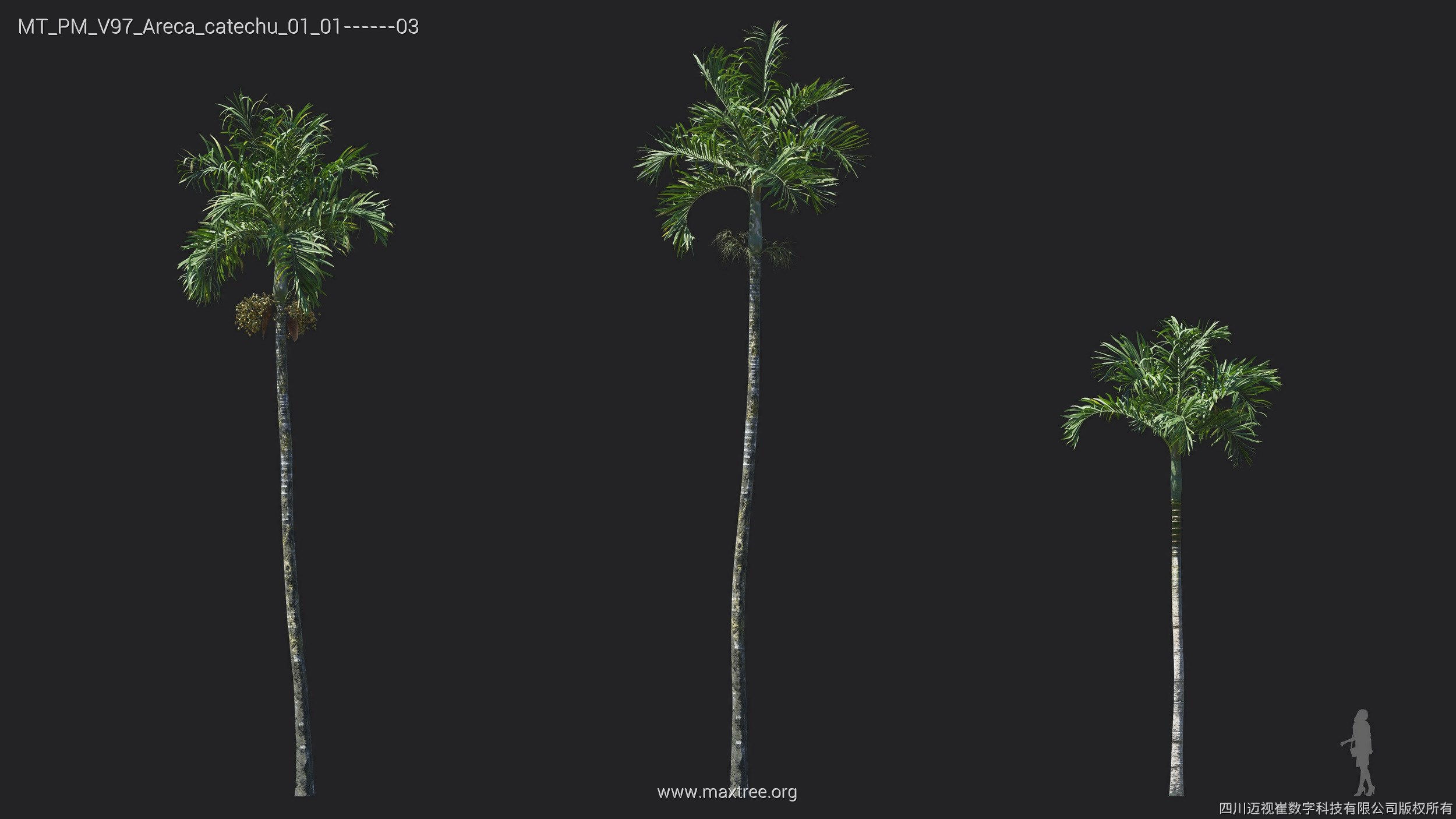 Maxtree Plant Models Vol 97 - Mesh 3D model_7