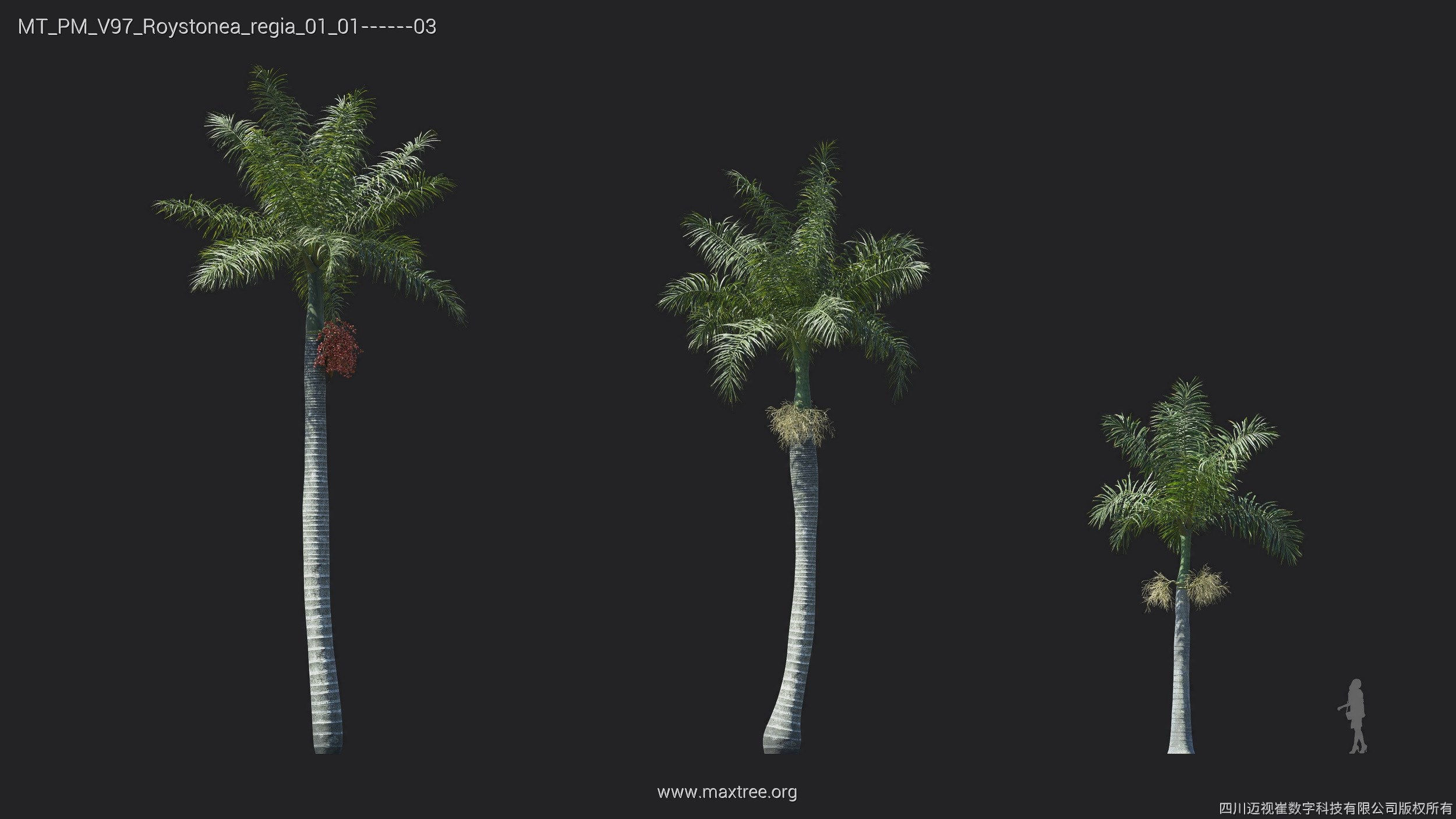 Maxtree Plant Models Vol 97 - Mesh 3D model_23