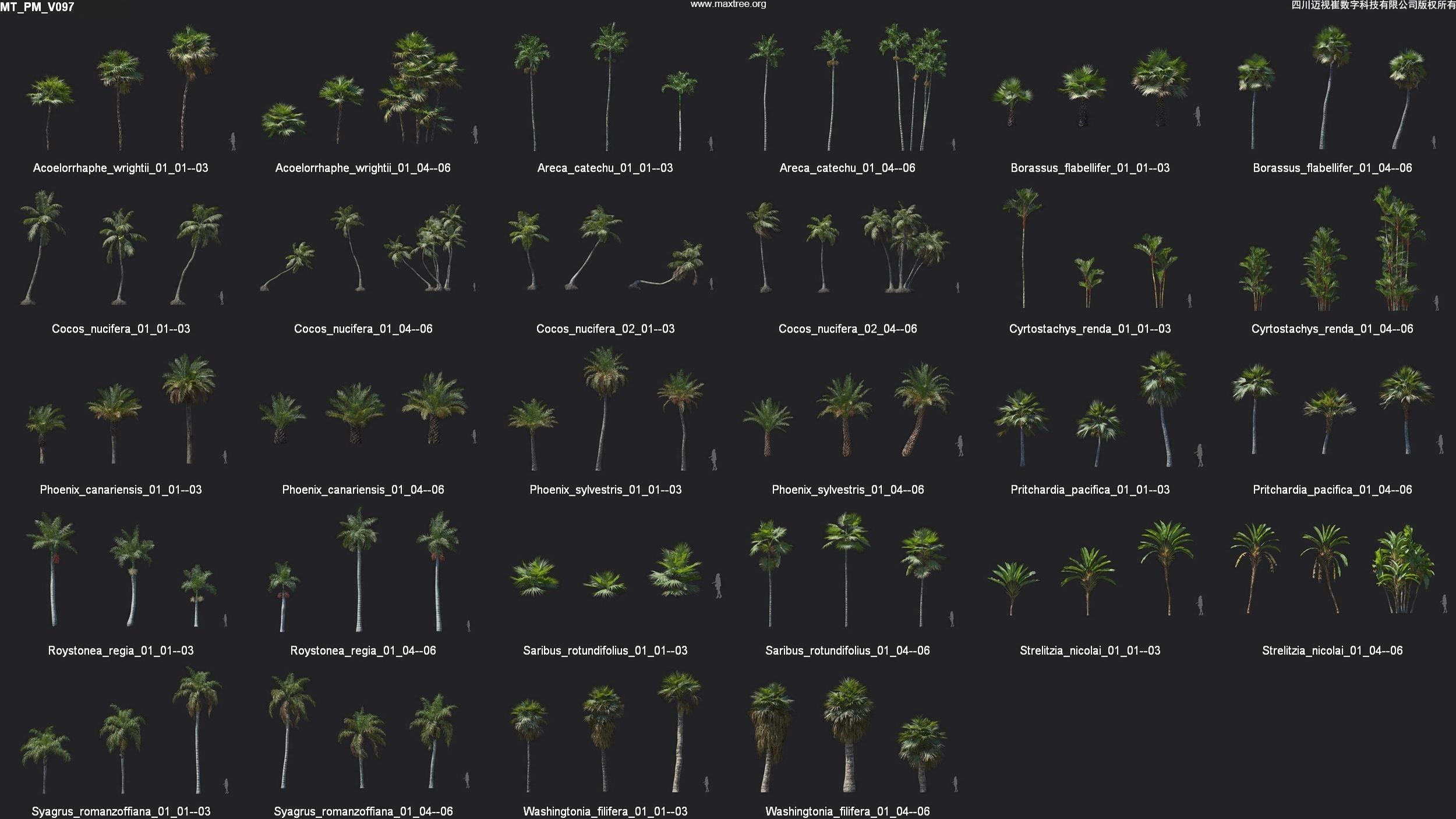 Maxtree Plant Models Vol 97 - Mesh 3D model_4
