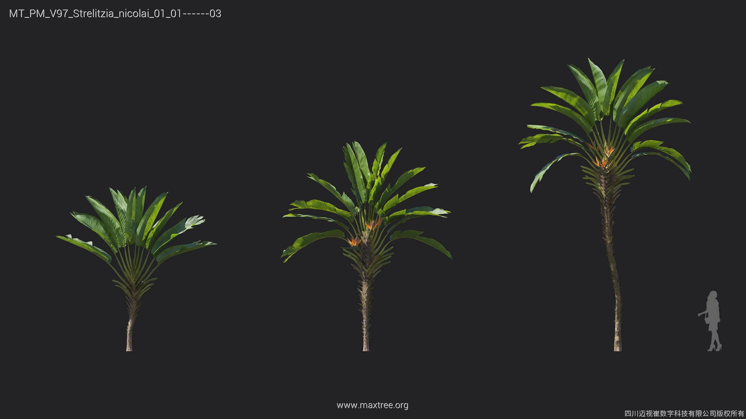 Maxtree Plant Models Vol 97 - Mesh 3D model_27