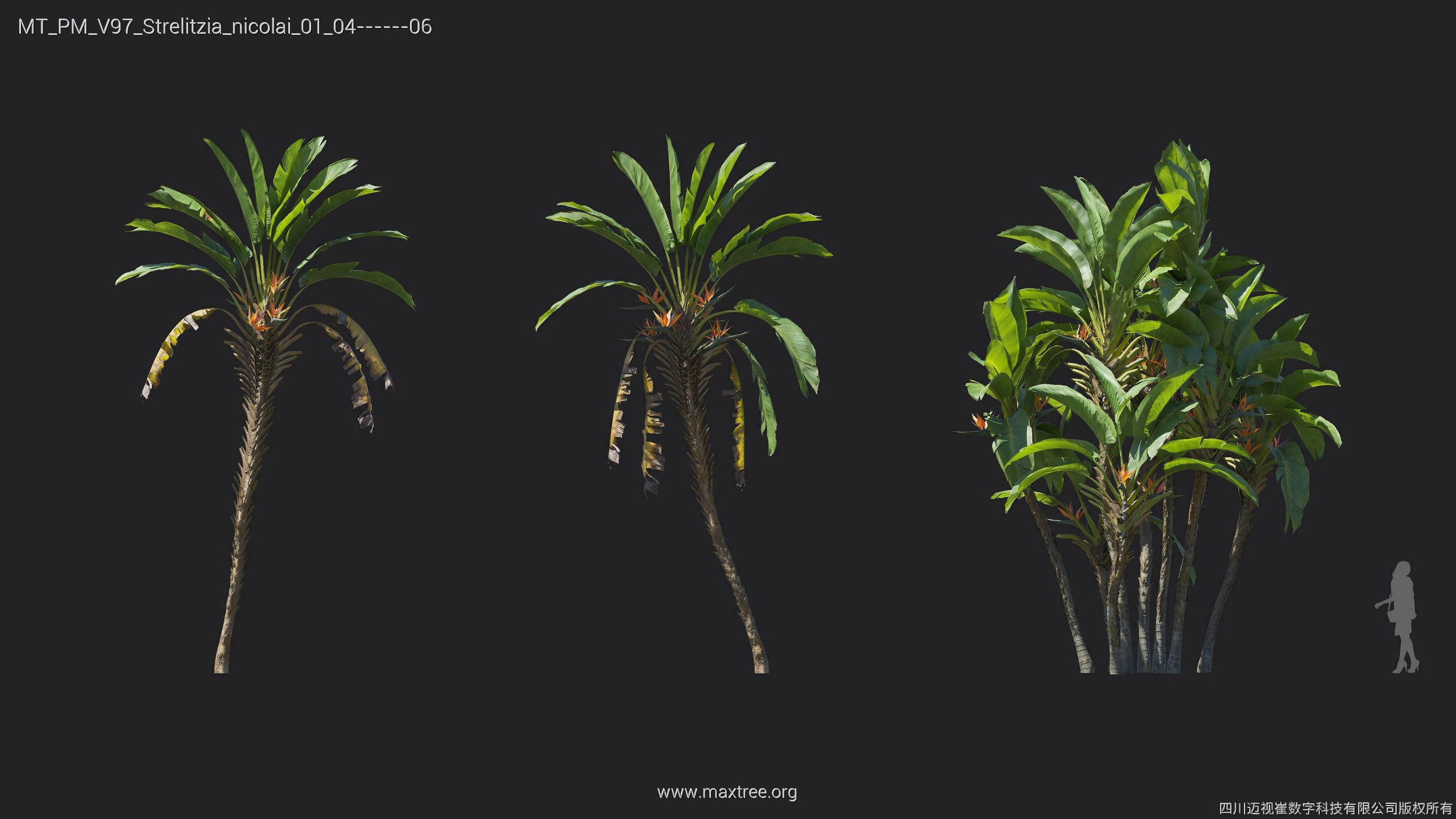 Maxtree Plant Models Vol 97 - Mesh 3D model_28