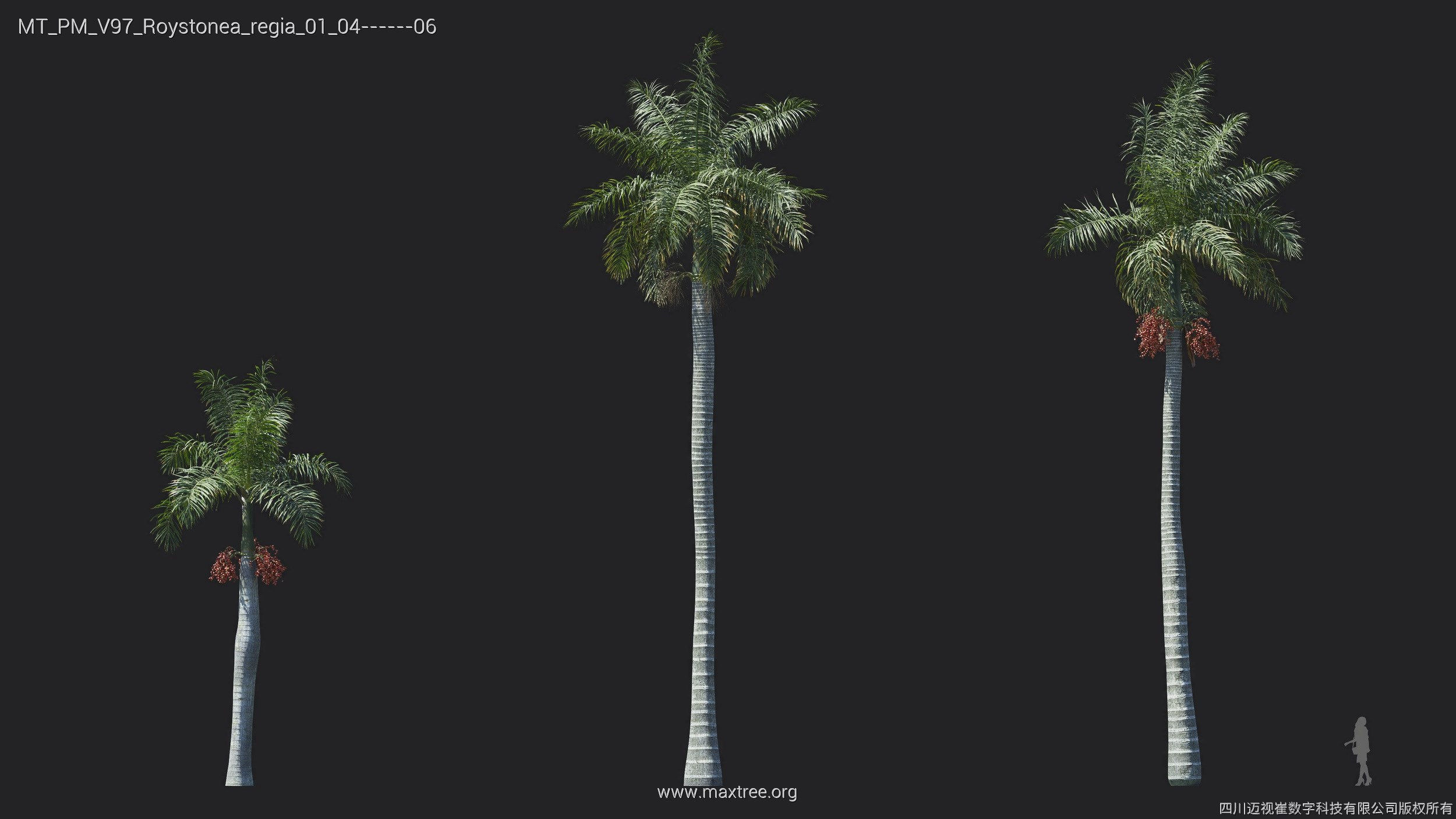 Maxtree Plant Models Vol 97 - Mesh 3D model_24