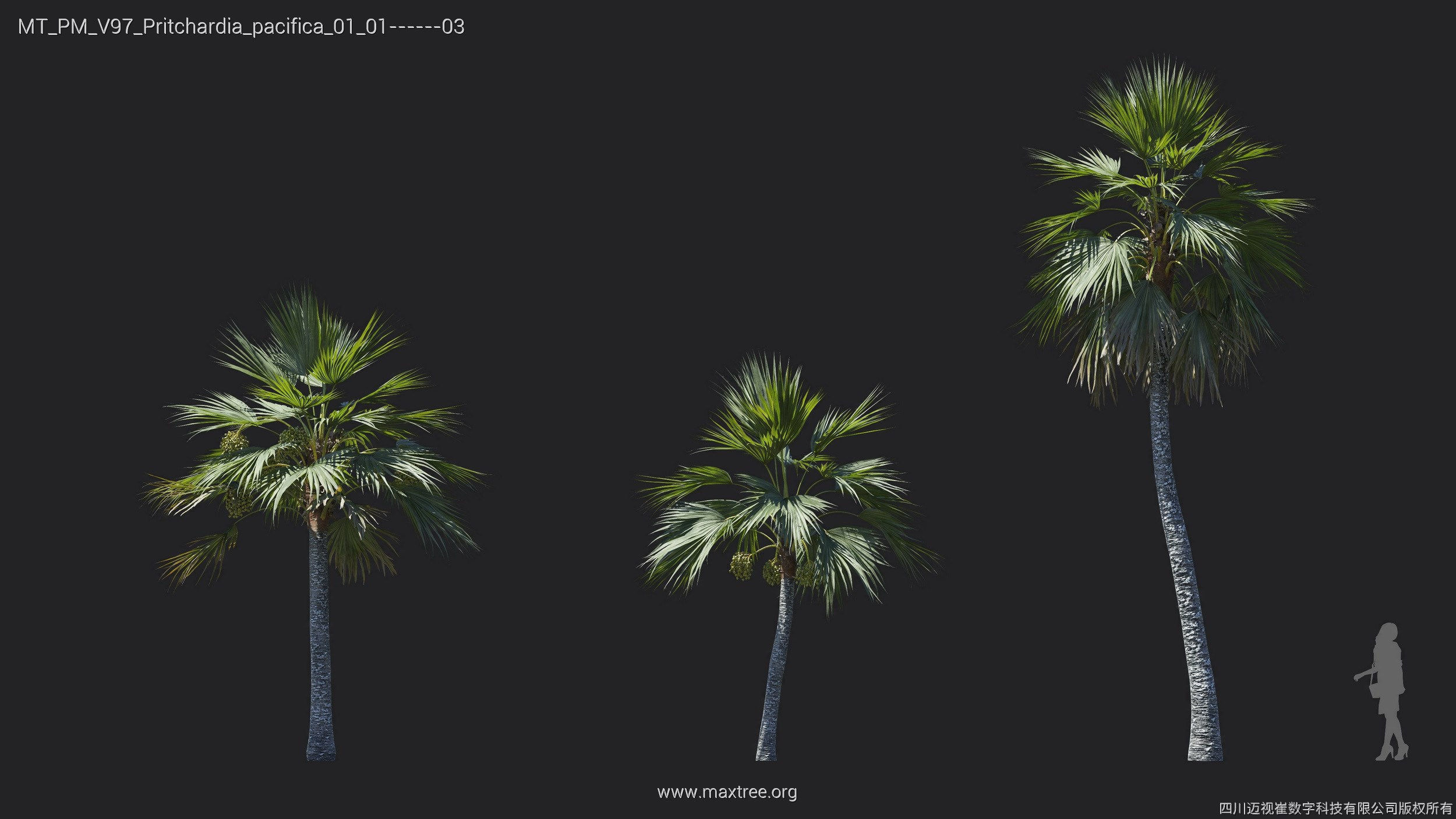 Maxtree Plant Models Vol 97 - Mesh 3D model_21