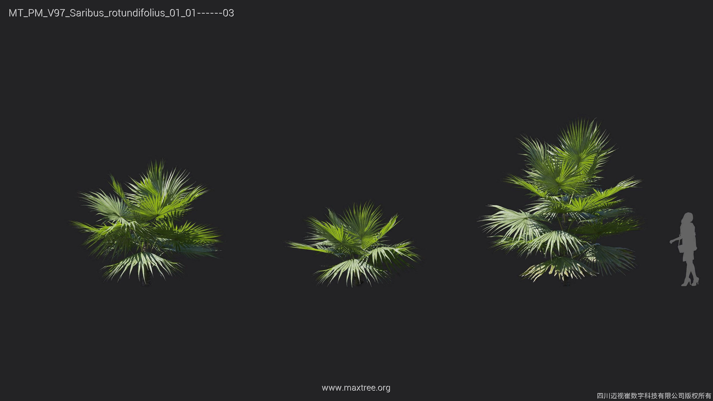 Maxtree Plant Models Vol 97 - Mesh 3D model_25