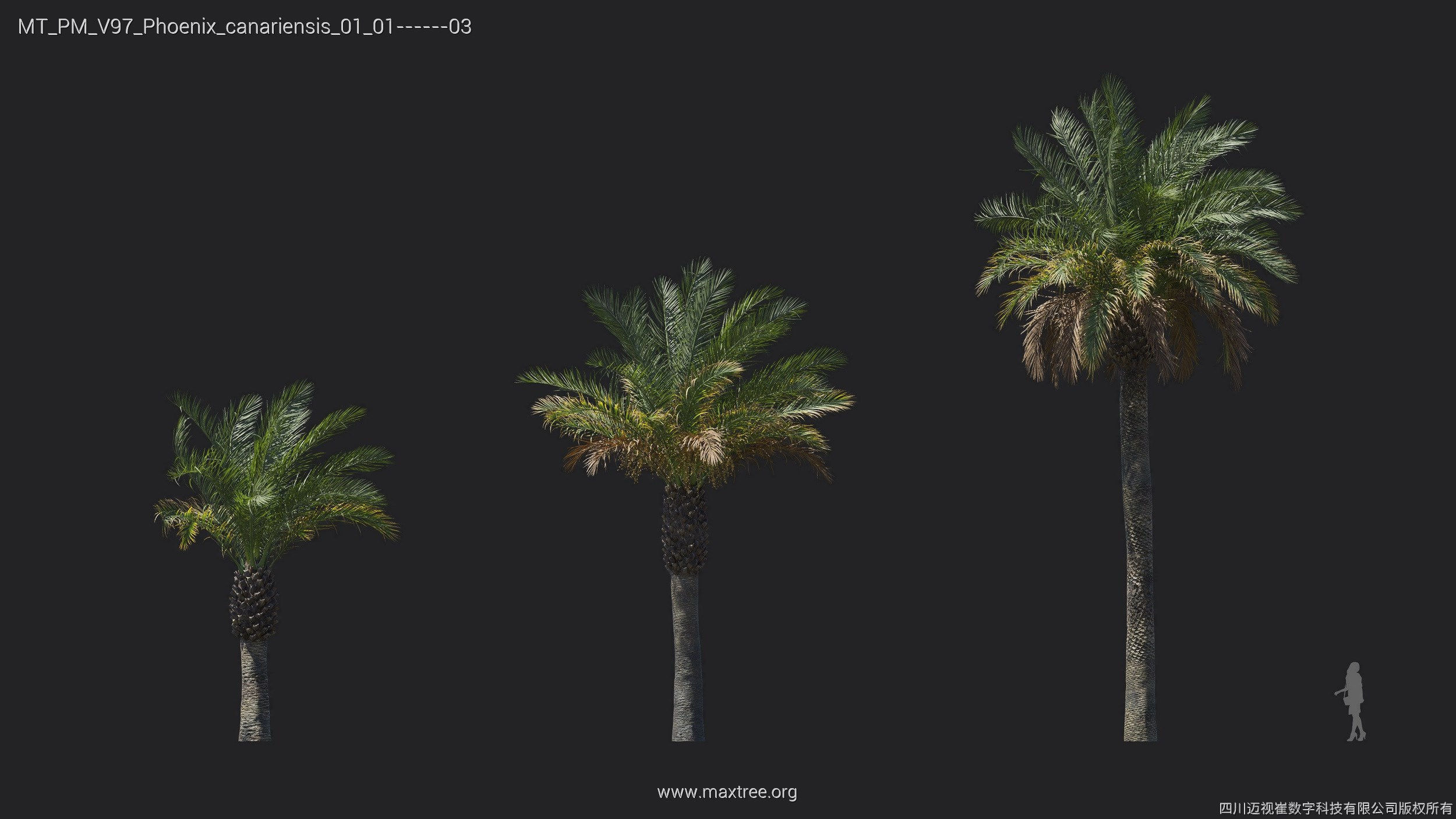 Maxtree Plant Models Vol 97 - Mesh 3D model_17