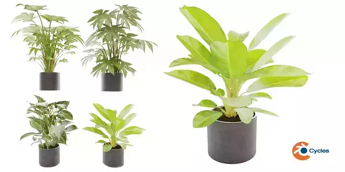 Collection plant vol 2 - blender model