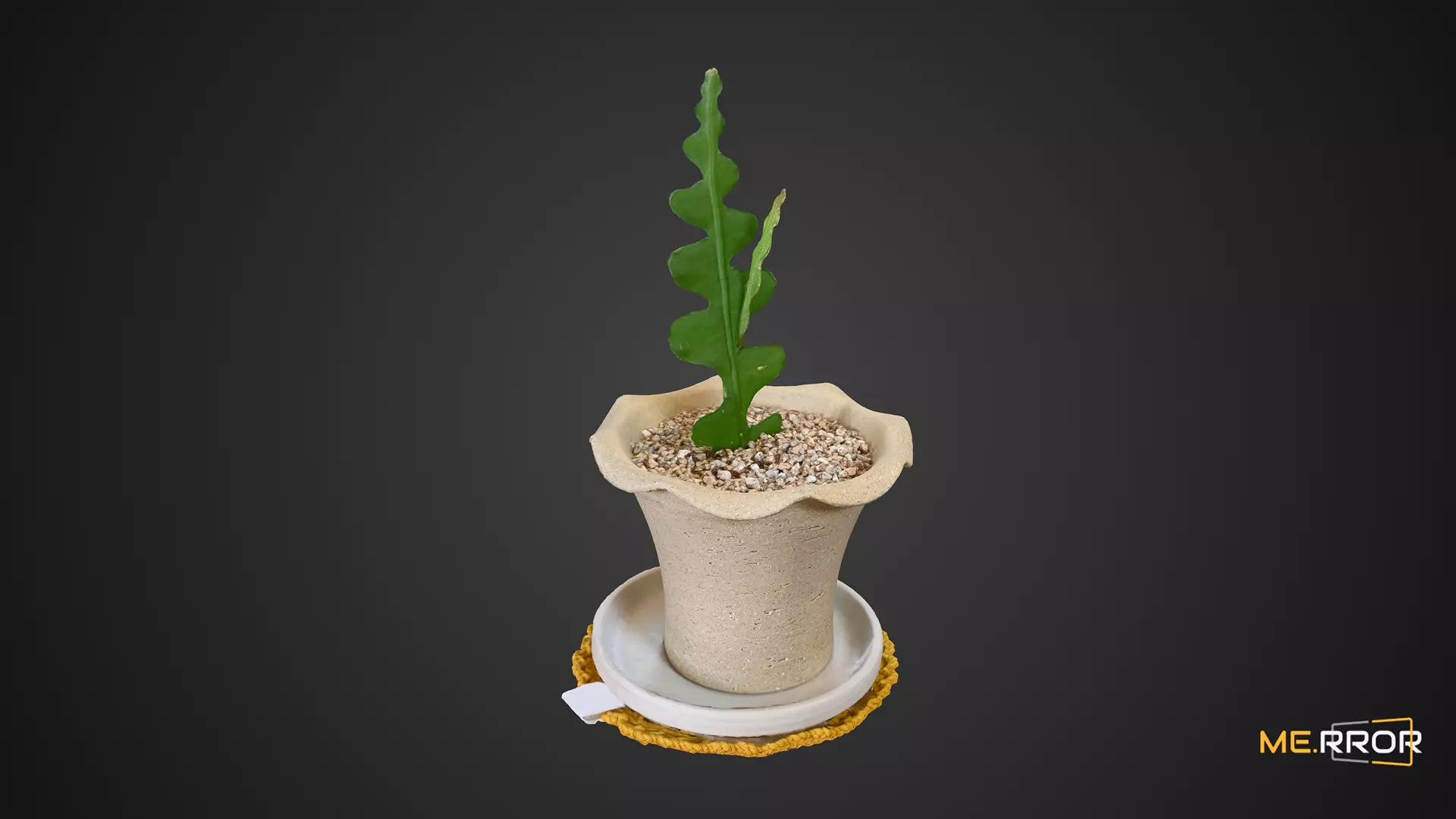 Cactus Plant Pot 3D model_0