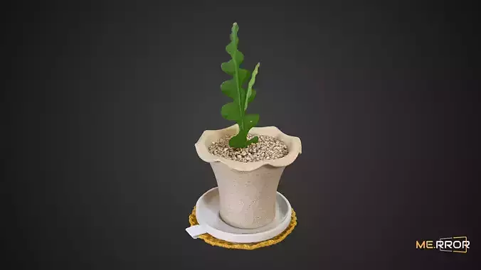 Cactus Plant Pot