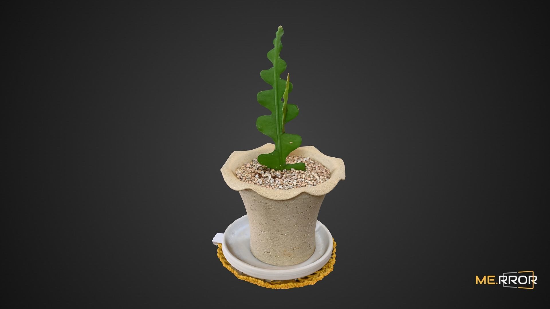 Cactus Plant Pot 3D model_6