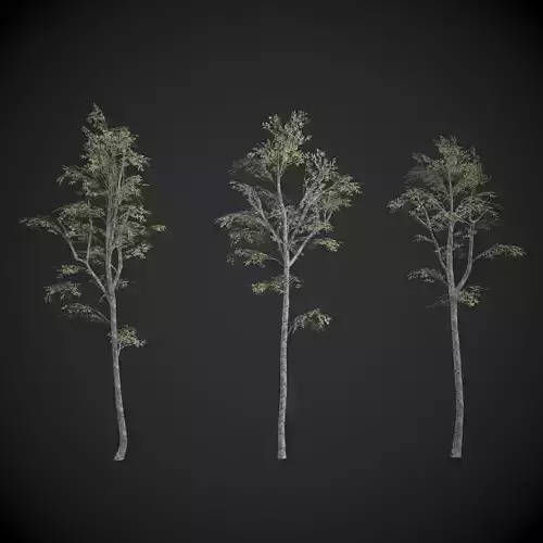 Lowpoly Birch Trees