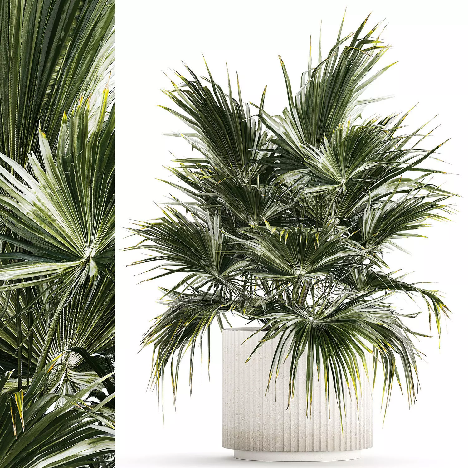 Beautiful Fan Palm In A Flower Pot For Decoration 1274 3D model